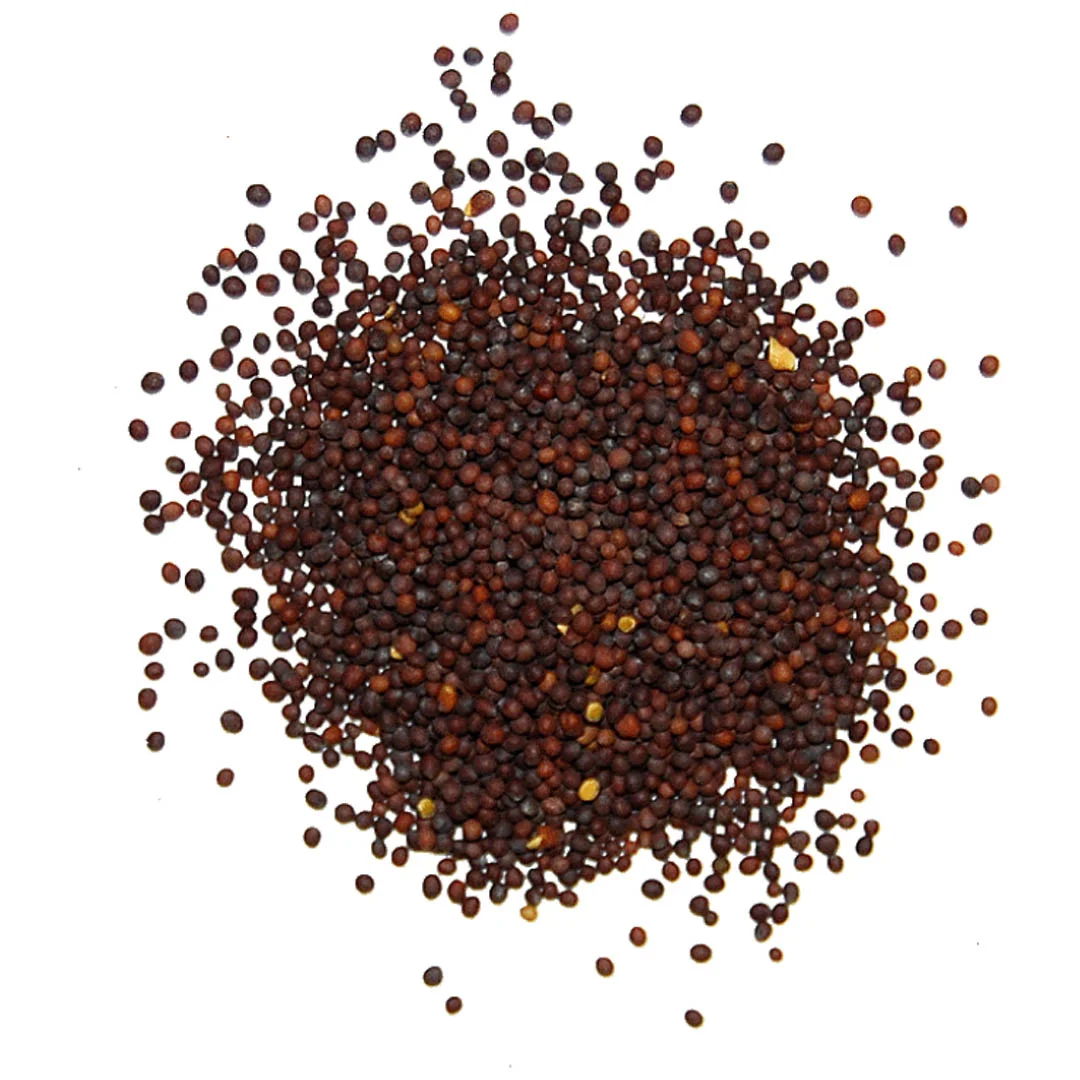 Coriander Seeds