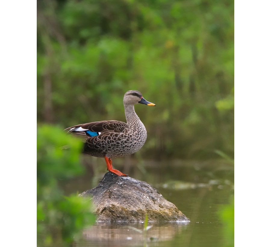 Water body restoration