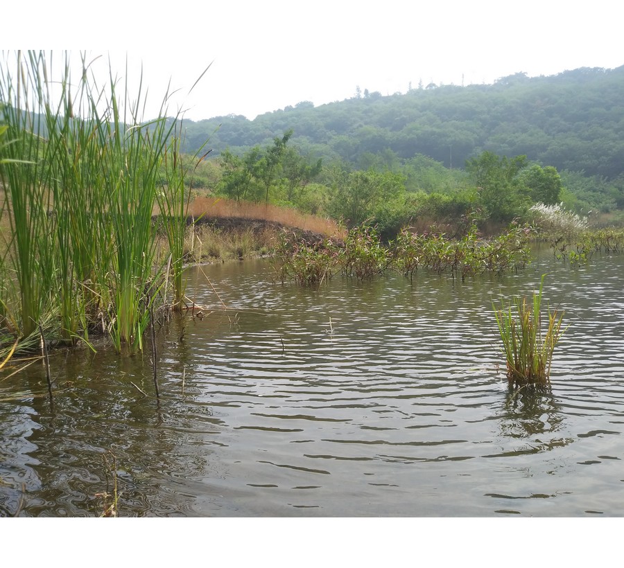 Water body restoration