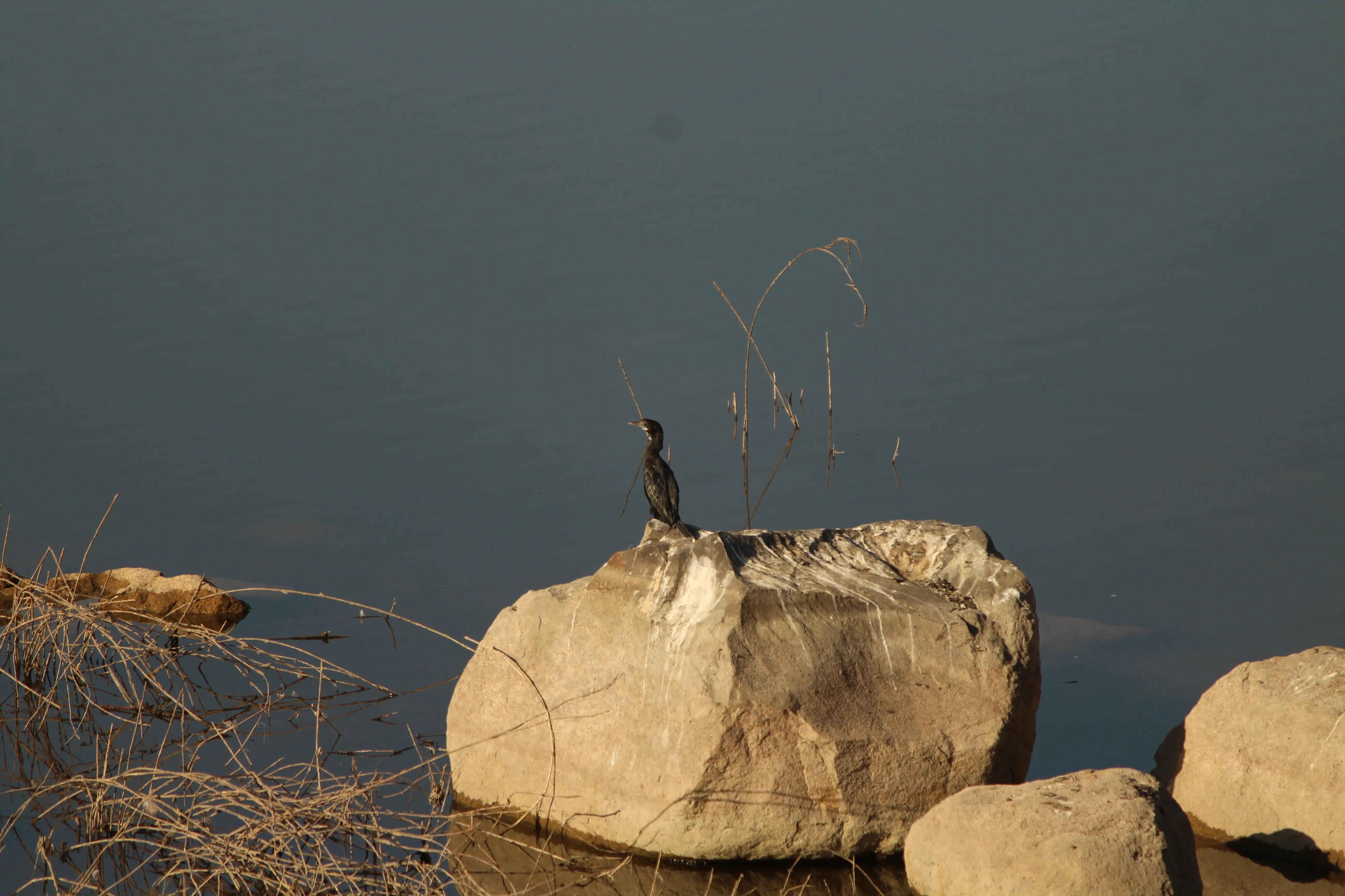 Water body restoration