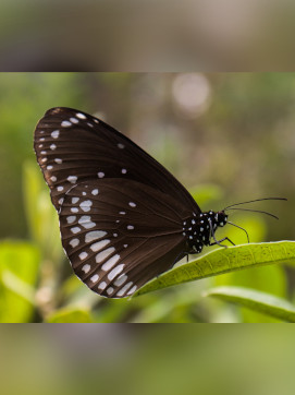 Butterfly Garden