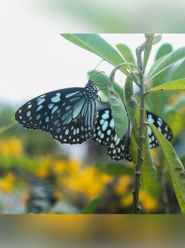 Butterfly Garden