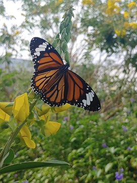 Butterfly Garden